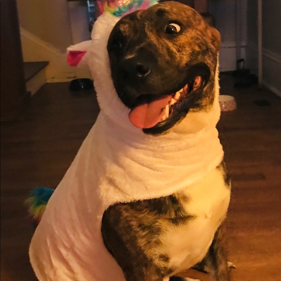 Meet your Posher, Tasha - Picture 7 of 8